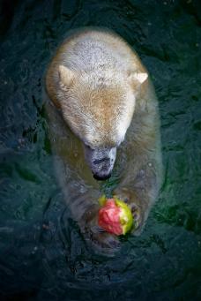 44565085965_9fa4a1c2f0_o Hannover Zoo 201606