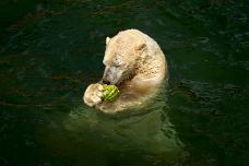 _DSC2237 Hannover Zoo 201606