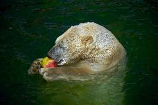 __45479044711_72b8f1f81d_o-SAI-stabilize Hannover Zoo 201606