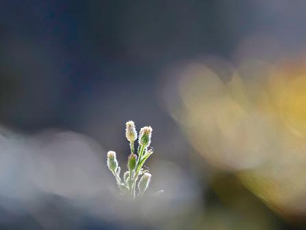 Makrofotos und Aufnahmen von Details